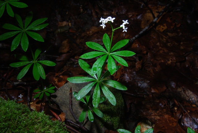 Galium odoratum